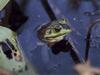 Bullfrog (Rana catesbeiana)