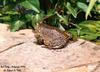 Bullfrog (Rana catesbeiana)