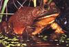 Bullfrog (Rana catesbeiana)