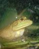 Bullfrog (Rana catesbeiana)