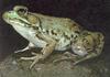 Bullfrog (Rana catesbeiana)