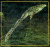 Northern Leopard Frog (Rana pipiens)