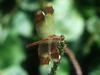 노란띠좀잠자리 Sympetrum pedemontanum elatum (Eurasian Band-winged Dragonfly)