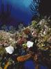 Foureye Butterflyfish (Chaetodon capistratus)