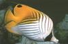 Threadfin Butterflyfish (Chaetodon auriga)