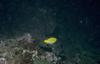 Longnose Butterflyfish (Forcipiger longirostris)