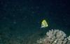 Longnose Butterflyfish (Forcipiger longirostris)