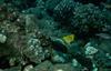 Longnose Butterflyfish (Forcipiger longirostris)