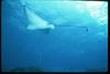 Spotted Eagle Ray (Aetobatus narinari)