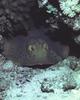 Blue-spotted Stingray (Dasyatis kuhlii)