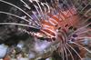 Lionfish (Scorpaenidae)