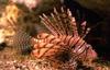 Lionfish (Scorpaenidae)