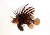 Lionfish (Scorpaenidae)