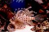 Lionfish (Scorpaenidae)