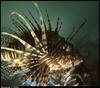 Lionfish (Scorpaenidae)
