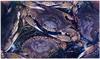 Virginia Blue Crab