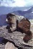 Marmot (Marmota sp.)