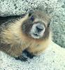 Marmot (Marmota sp.)