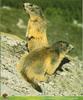 Alpine Marmot (Marmota marmota)