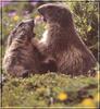 Alpine Marmot (Marmota marmota)