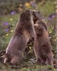 Alpine Marmot (Marmota marmota)