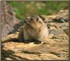 Hoary Marmot (Marmota caligata)