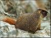 Hoary Marmot (Marmota caligata)