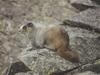 Hoary Marmot (Marmota caligata)