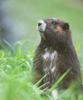 Vancouver Marmot (Marmota vancouverensis)