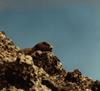 Vancouver Marmot (Marmota vancouverensis)