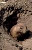 Woodchuck/Groundhog (Marmota monax)