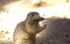 Woodchuck/Groundhog (Marmota monax)