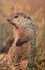 Woodchuck/Groundhog (Marmota monax)