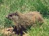 Woodchuck/Groundhog (Marmota monax)