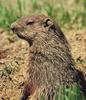 Woodchuck/Groundhog (Marmota monax)