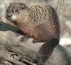 Woodchuck/Groundhog (Marmota monax)