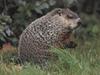 Woodchuck/Groundhog (Marmota monax)