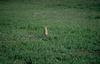 Woodchuck/Groundhog (Marmota monax)