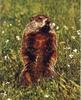 Woodchuck/Groundhog (Marmota monax)