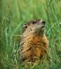 Woodchuck/Groundhog (Marmota monax)