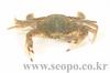 민꽃게 Charybdis japonica (Swimming Crab)