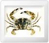 민꽃게 Charybdis japonica (Swimming Crab)