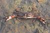 민꽃게 Charybdis japonica (Swimming Crab)