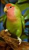 Peach-faced Lovebird (Agapornis roseicollis)