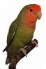 Peach-faced Lovebird (Agapornis roseicollis)