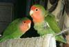 Peach-faced Lovebird (Agapornis roseicollis)