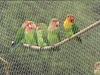 Peach-faced Lovebird (Agapornis roseicollis)