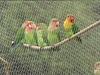 Peach-faced Lovebird (Agapornis roseicollis)