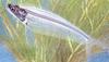 Fish - What is this?