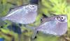 Fish - What is this?